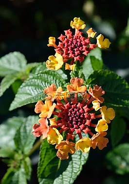 缨粟花图片 缨粟花素材 缨粟花模板免费下载 六图网