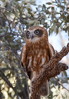 嚎叫,mopoke猫头鹰,猫头鹰