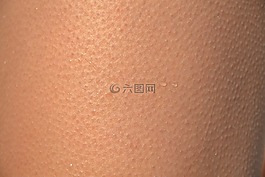 皮肤,外壳,gęsia