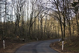 曲线的路,在森林里的路,森林