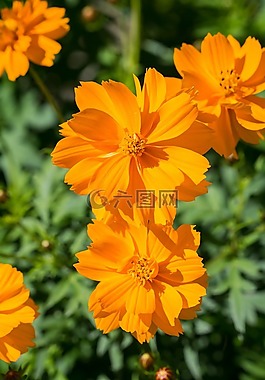 花,橙,橙花