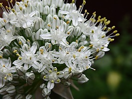 洋葱花,花园,蔬菜
