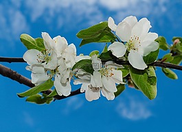鲜花,苹果,绽放