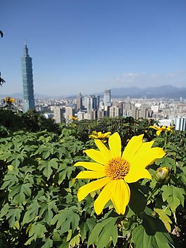 台北,盛开,晚间