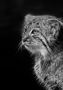 野猫,动物园,帕拉斯猫