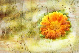 花,开花,木