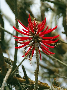芦荟,红花,波姆波姆
