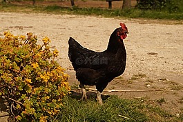 运动,加洛,步行