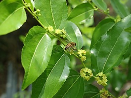 火焰,蜜蜂,枣树