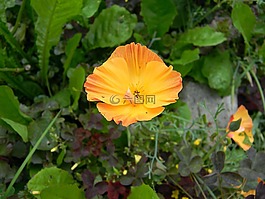 eschscholzia,加州罂粟,马克