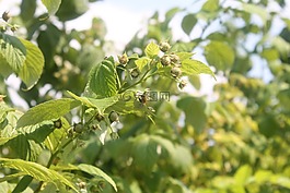 树莓,布什,厂
