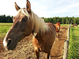 马,马匹,骑马