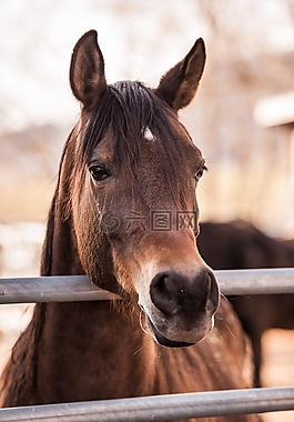 马,阿拉伯人,骘