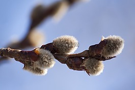 萨尔 牧场,柳 caprea,大厅草甸