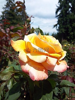 玫瑰,花,波特兰