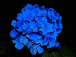 八仙花,开花,花