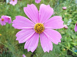 粉红色的花,粉红色,花
