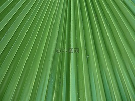 叶,传单,棕榈树