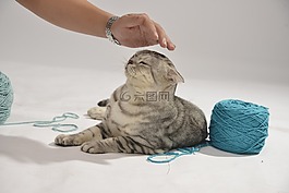 猫,可爱,干净