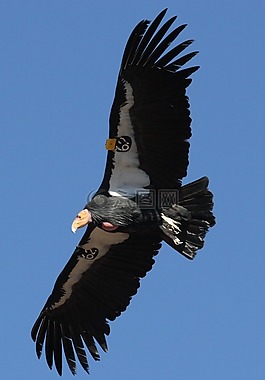 加州秃鹰,飞行,标记