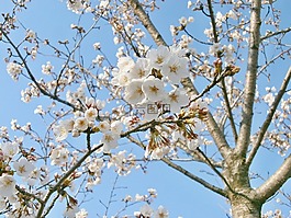 樱桃,樱桃树,樱花