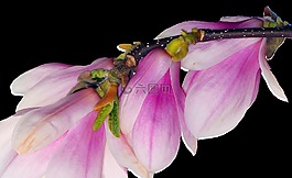 春天,芽,树