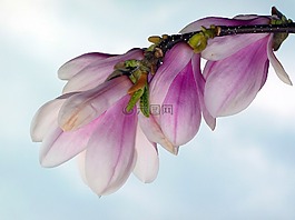 春天,芽,树