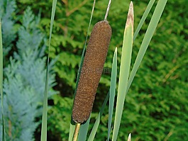 芦苇,香蒲,水生植物