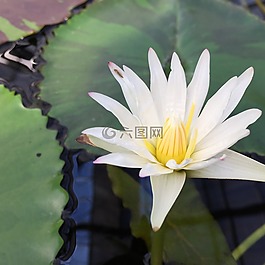 莲花,花托,鲜花