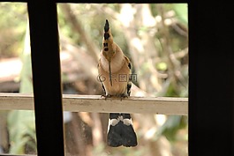 鸟,戴胜,马达加斯加