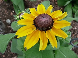 coneflower,花,黄色
