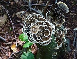 支架真菌,菌类,支架