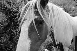 马,黑白照片,草食动物