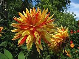 大丽花,双色,夏天