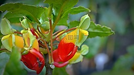 凤仙花嗜,鹦鹉植物,开花