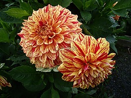 大丽花,鲜花,双色