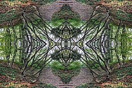 树,美丽,分支机构