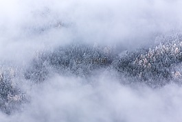 有雾,霜,树