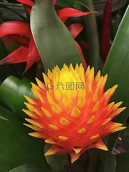橙黄色的花,花的,花