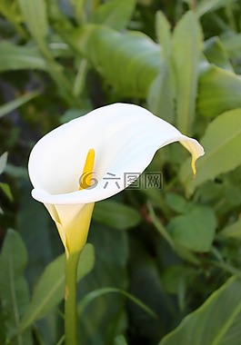 百合,白百合,花
