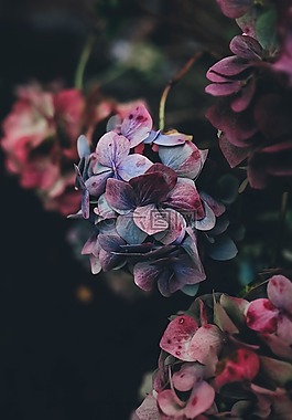 特写,鲜花,花园