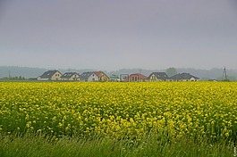 菜子,字段,性质