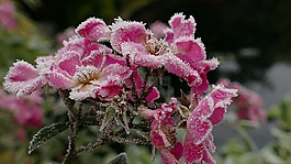 玫瑰,rosenblüten冻结,冰镇