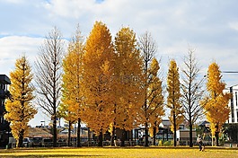 秋季,银杏树,公园