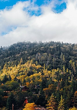 秋天风景,松树,秋天