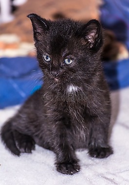 宝贝猫,猫宝贝,小猫