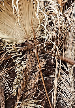 热带,纹理,自然