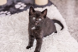 宝贝猫,猫宝贝,小猫