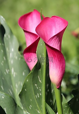 花,漏斗,漏斗花