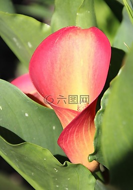 花,漏斗,漏斗花